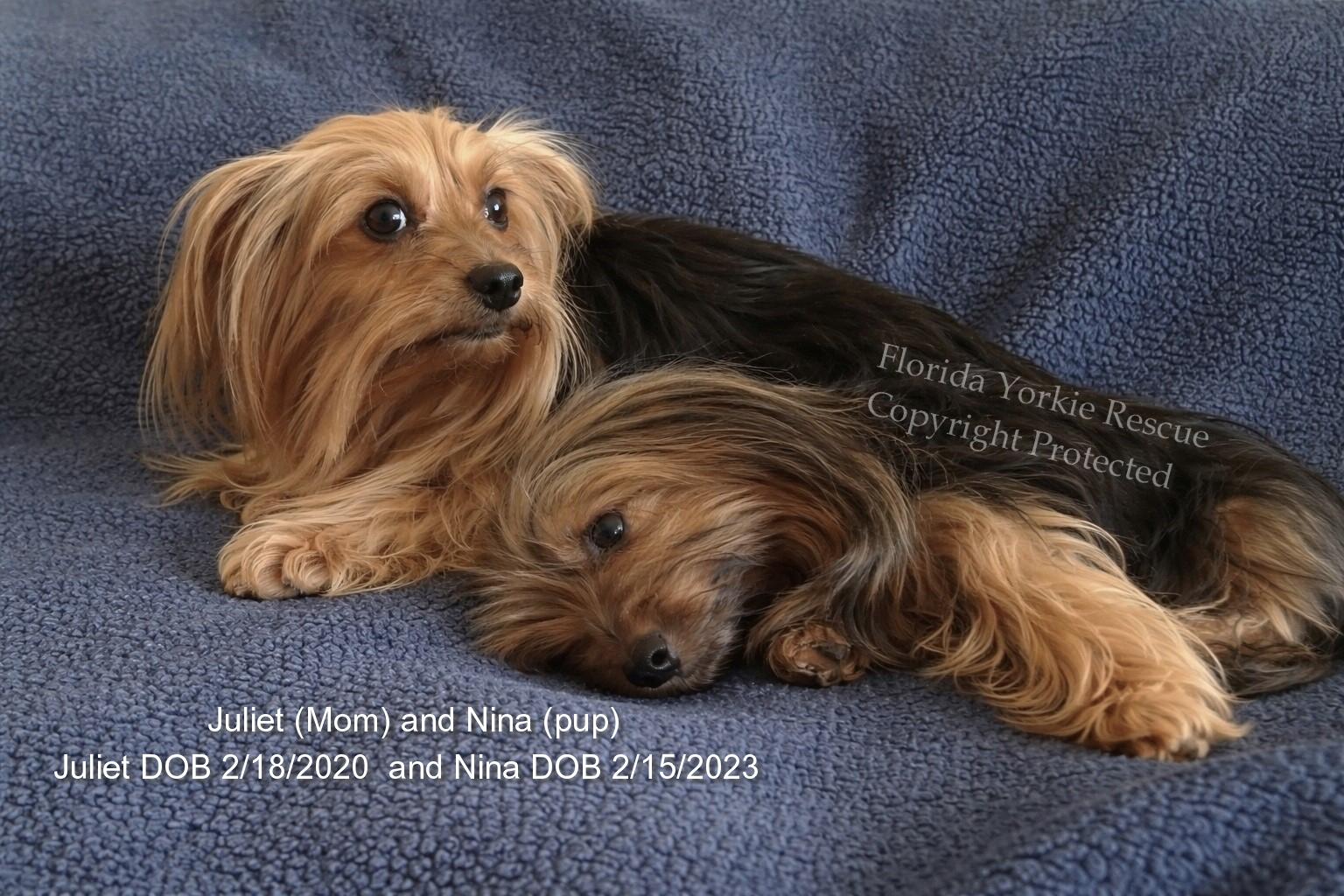Enlarge Juliet and Nina, an adopted Yorkshire Terrier in Palm City, FL image 1/4