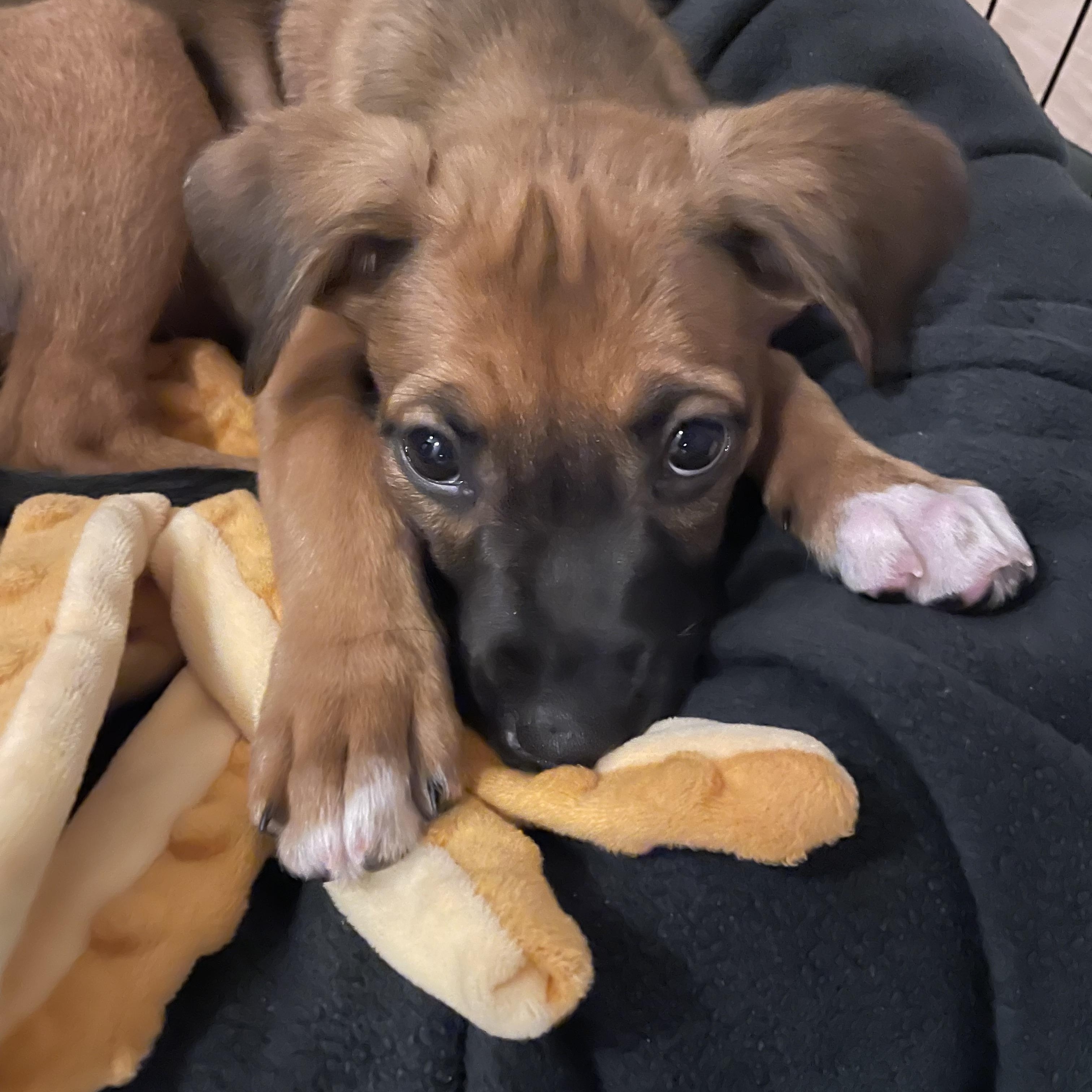 Enlarge Mocha, a Adoptable mixed breed in Charlotte, NC image 2/2