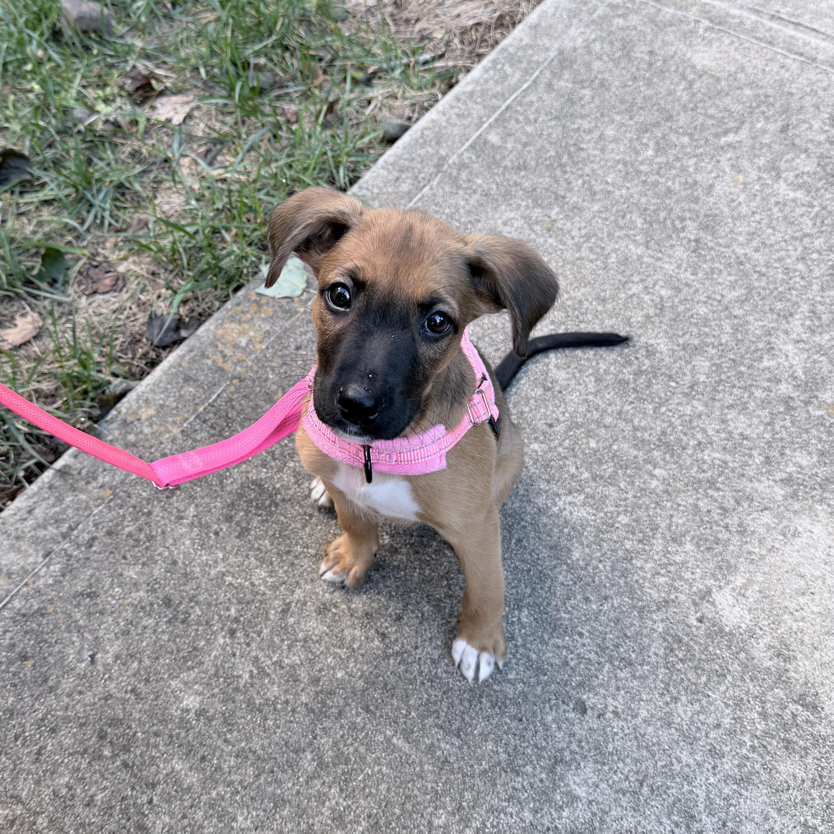 Mocha, Adoptable, Puppy Female Shepherd.