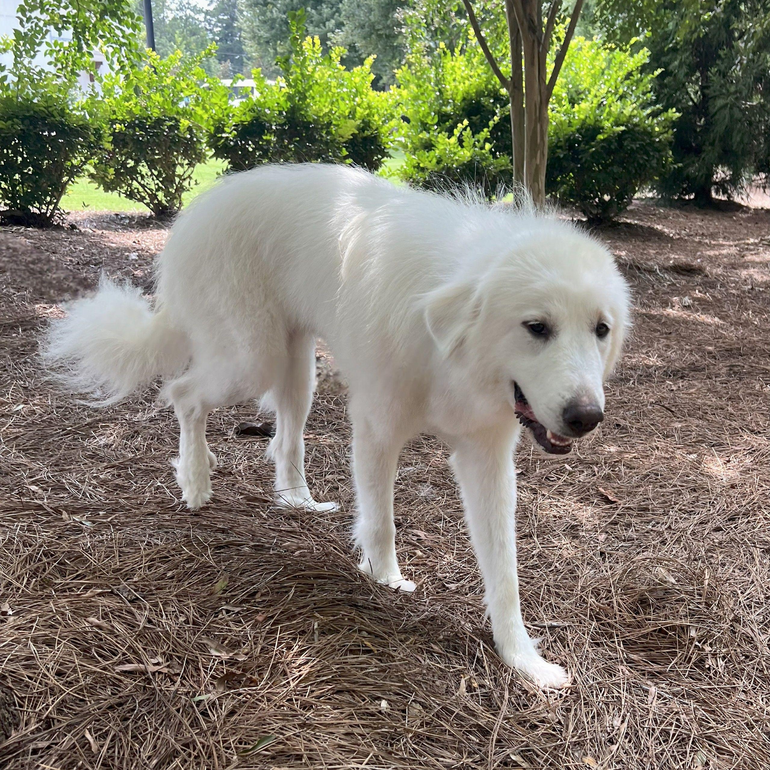 Willow F