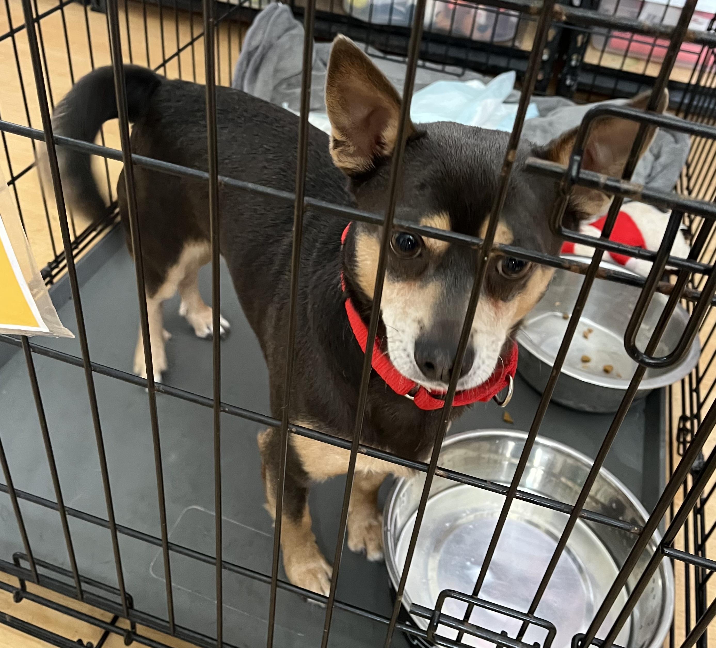 Toto, Adoptable, Adult Male Chiweenie.