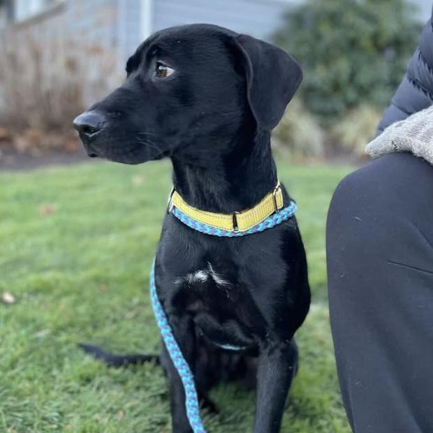 HUCK, Adoptable, Young Male Labrador Retriever.