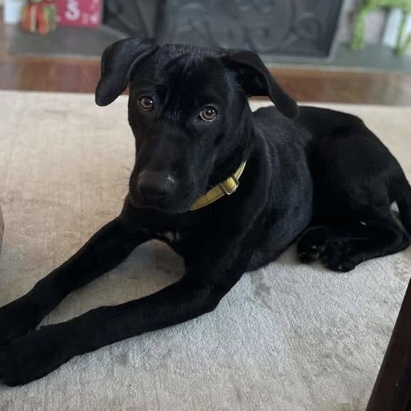 HUCK, a Adoptable mixed breed in Cranston, RI image 2/3