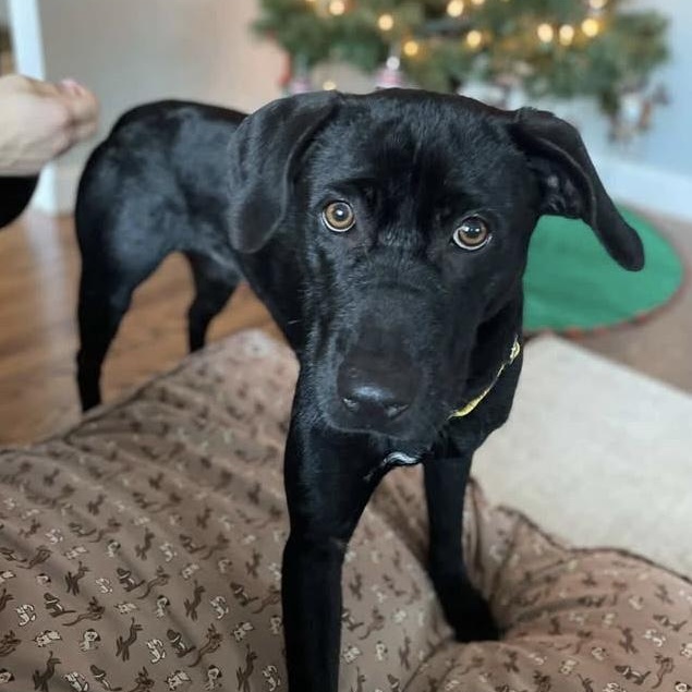 HUCK, a Adoptable mixed breed in Cranston, RI image 3/3