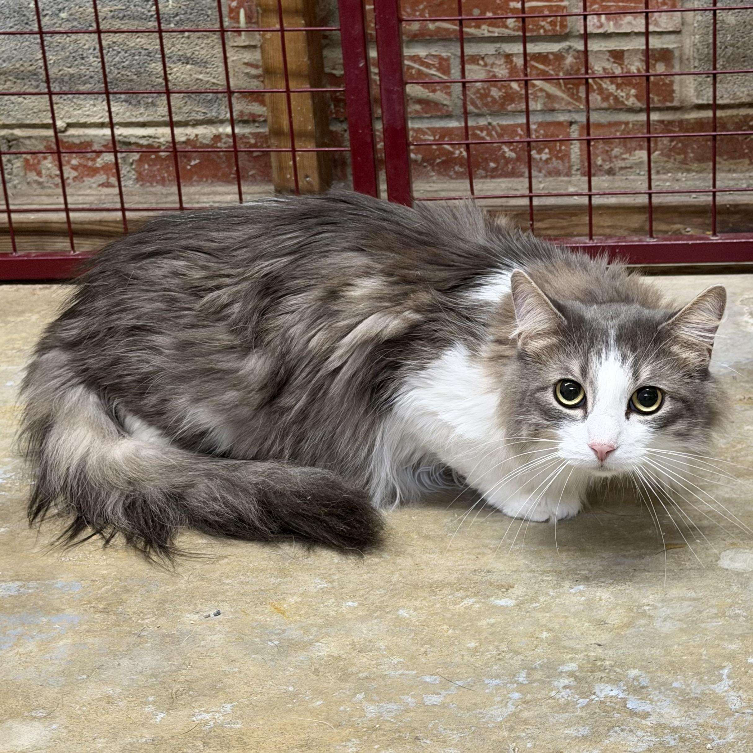 Floof, Adopted, Adult Female Domestic Long Hair.