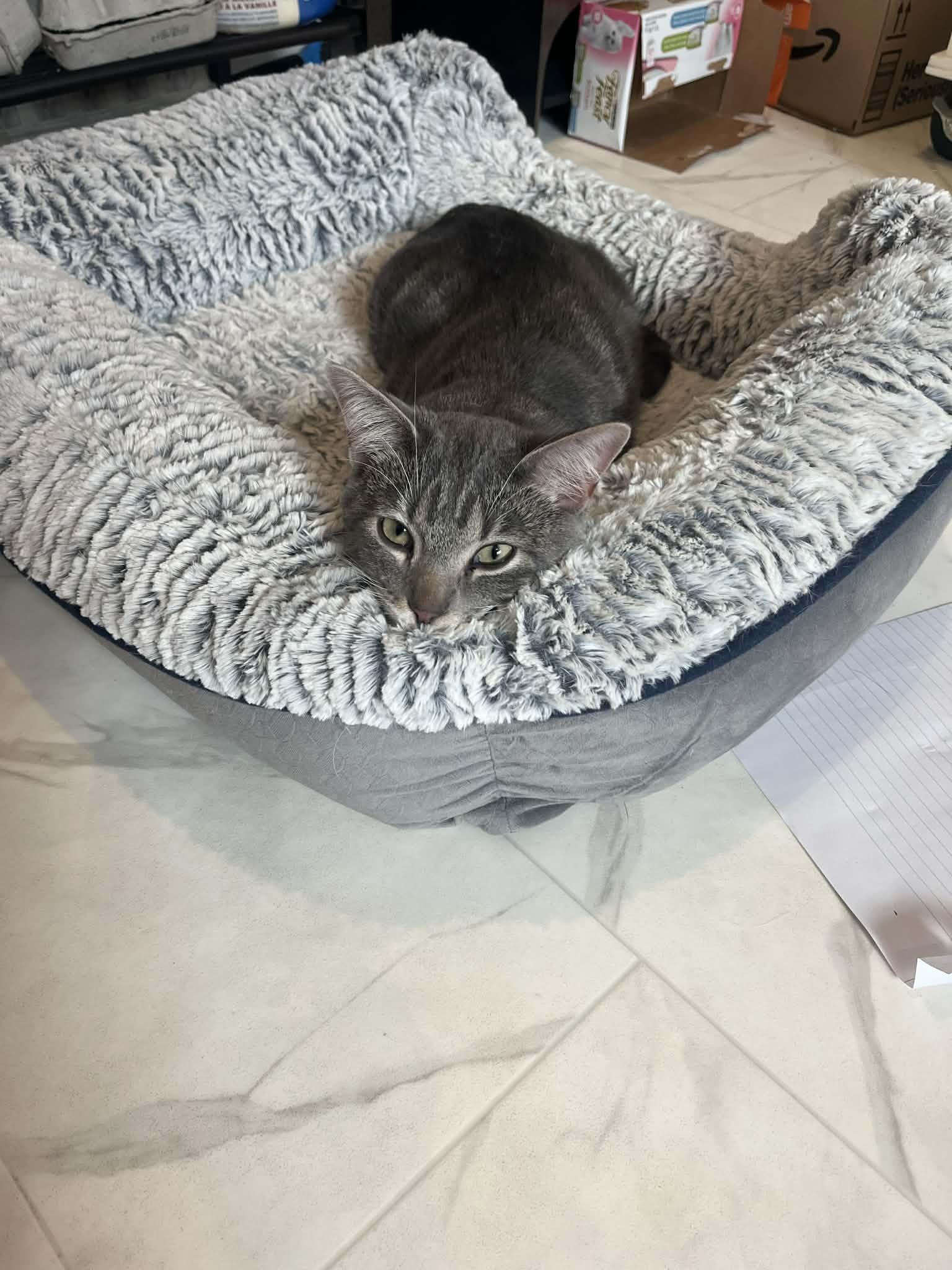 Vargus, a ADOPTABLE Domestic Short Hair in Winnipeg, MB image 2/3