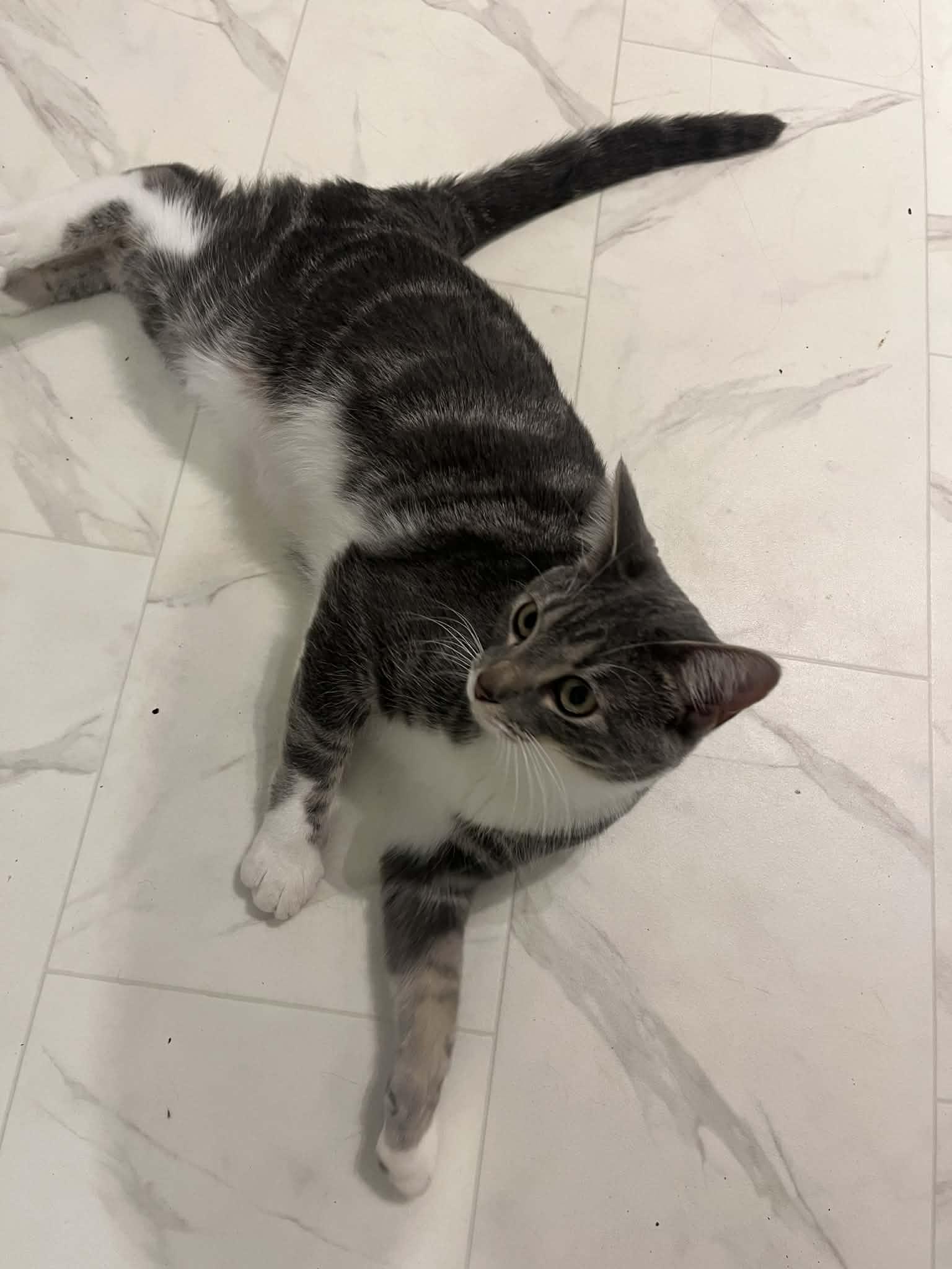 Vargus, a ADOPTABLE Domestic Short Hair in Winnipeg, MB image 3/3