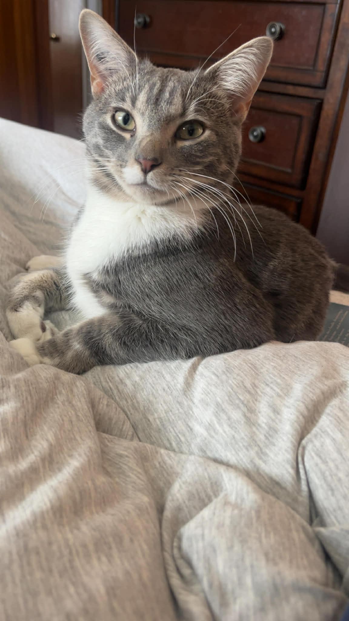 Vargus, a ADOPTABLE Domestic Short Hair in Winnipeg, MB image 1/3