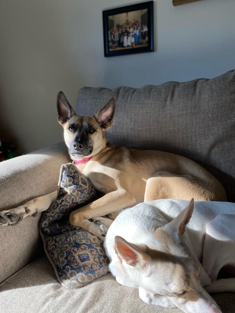 Ivy III, Adoptable, Puppy Female German Shepherd Dog.