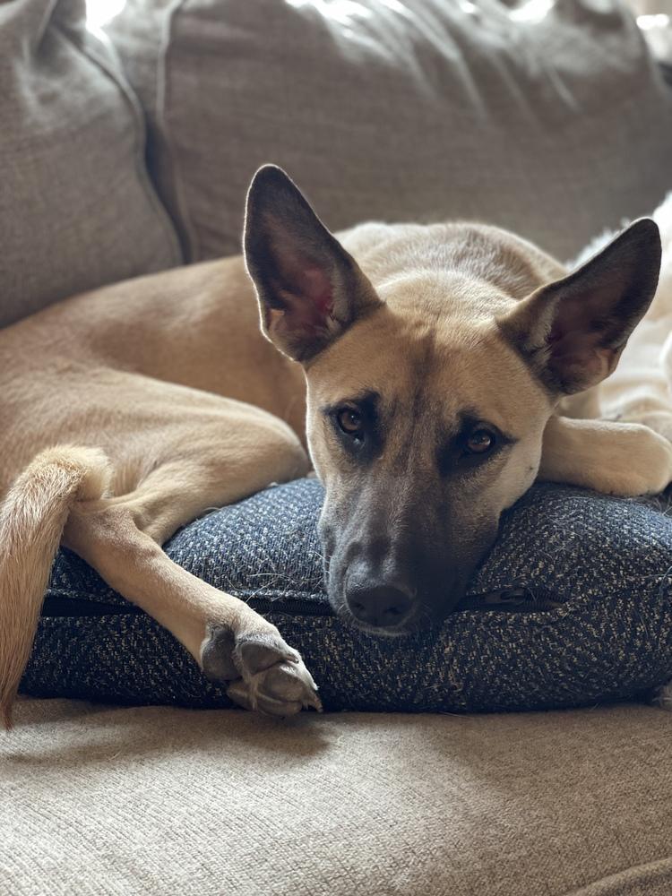 Ivy III, a Adoptable mixed breed in Fredonia, WI image 3/5