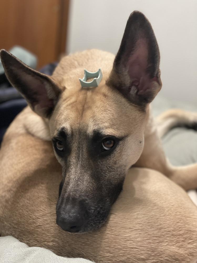 Ivy III, a Adoptable mixed breed in Fredonia, WI image 4/5