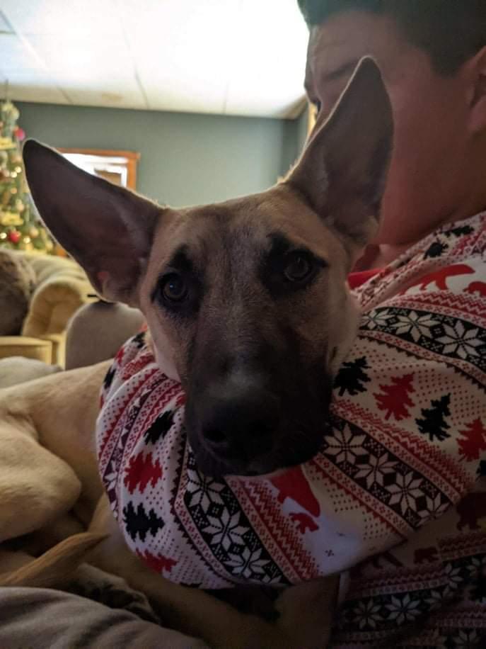 Ivy III, Adoptable, Puppy Female German Shepherd Dog.