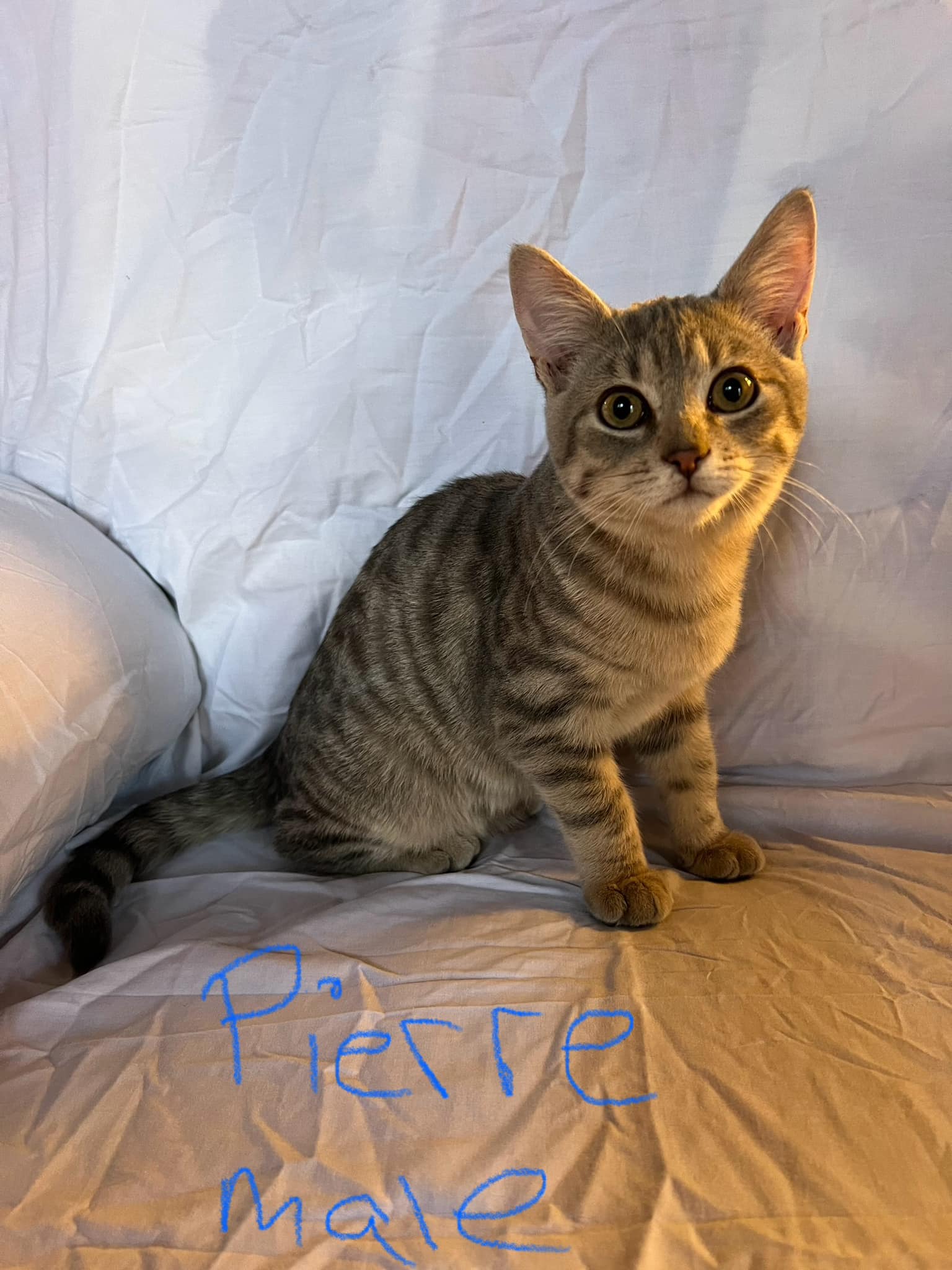 Enlarge Pierre, a Adopted Domestic Short Hair in Rumford, ME image 1/1