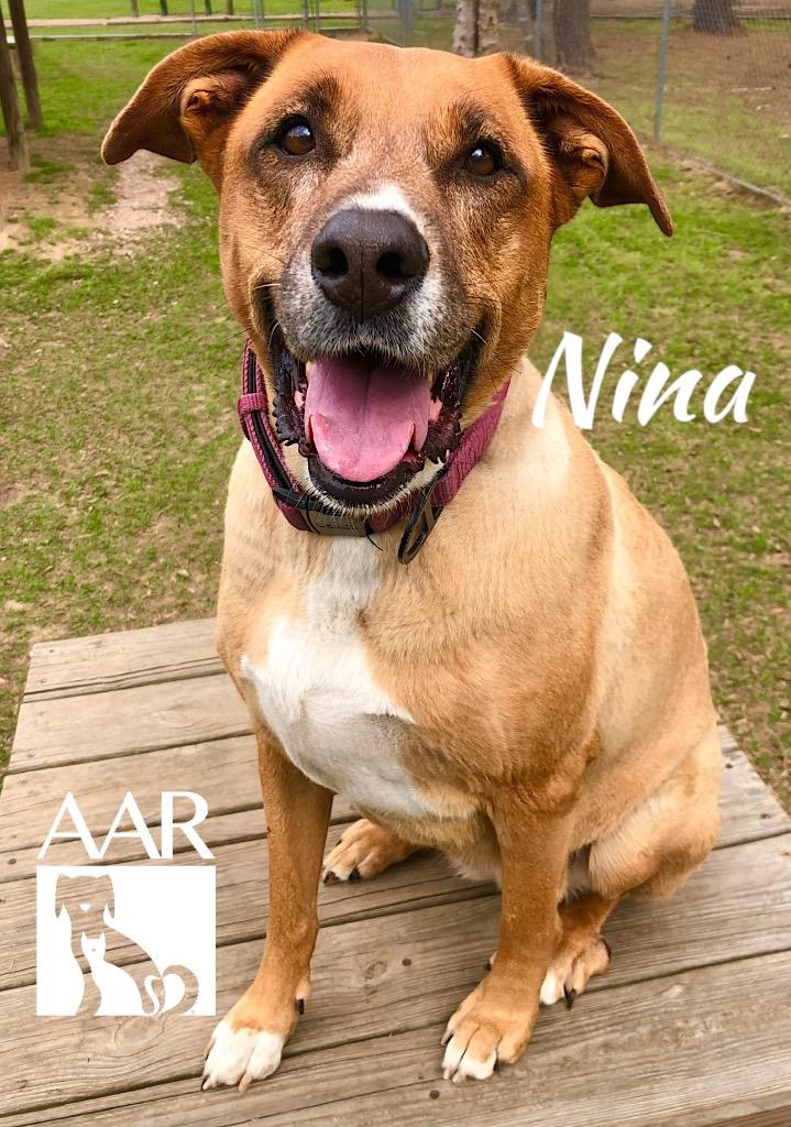 Nina, a Adoptable mixed breed in Magnolia, TX image 1/6