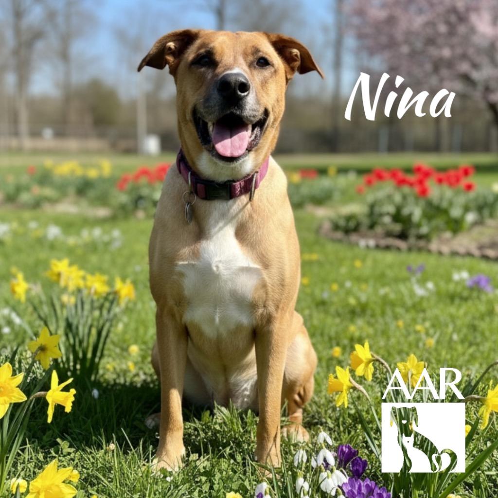 Nina, a Adoptable mixed breed in Magnolia, TX image 3/6