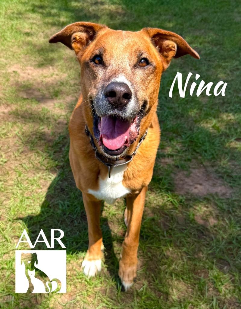 Nina, a Adoptable mixed breed in Magnolia, TX image 6/6