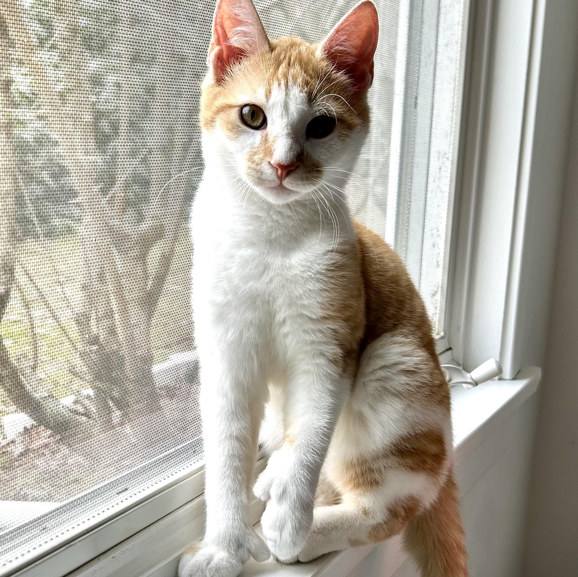 Lupin, Poppy & Rose, ADOPTABLE, Young Female Extra-Toes Cat / Hemingway Polydactyl & Domestic Short Hair.