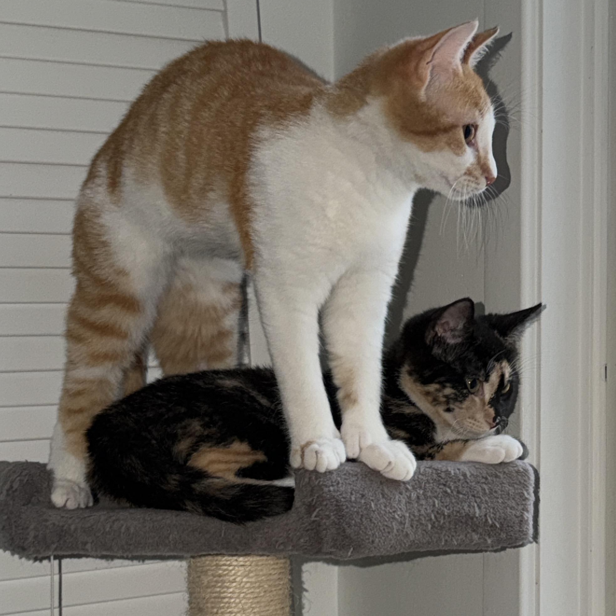 Enlarge Lupin, Poppy & Rose, a ADOPTABLE mixed breed in Granby, CT image 5/6