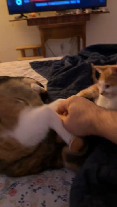 Enlarge Lupin, Poppy & Rose, a ADOPTABLE mixed breed in Granby, CT video 4/6