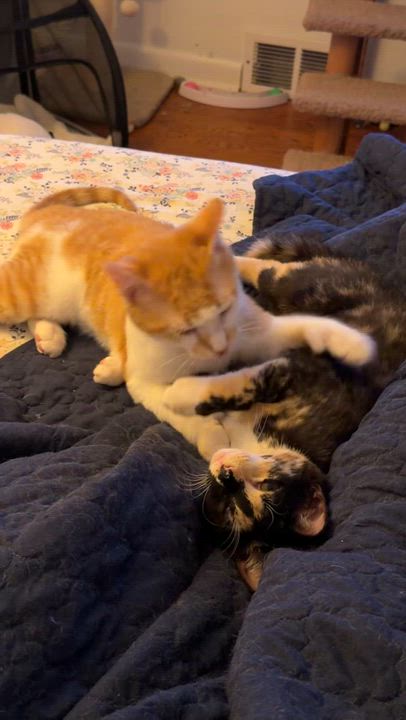 Enlarge Lupin, Poppy & Rose, a ADOPTABLE mixed breed in Granby, CT video 6/6