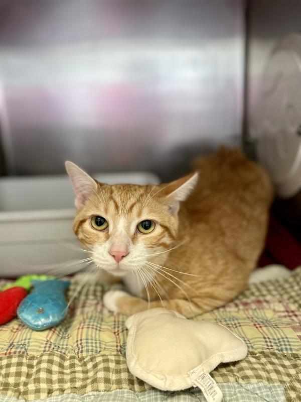 Tomato, a Adoptable mixed breed in Indiana, PA image 3/3