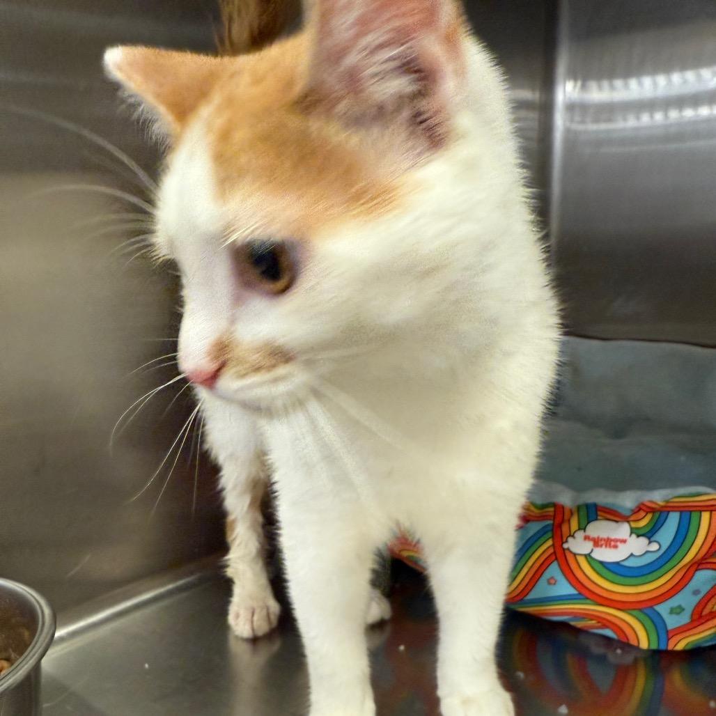 Olive, Adopted, Kitten Female Domestic Short Hair.