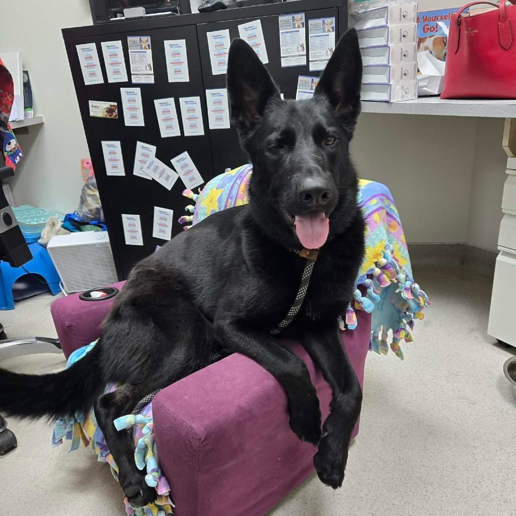 D26-040 Luna, Adoptable, Adult Female German Shepherd Dog.