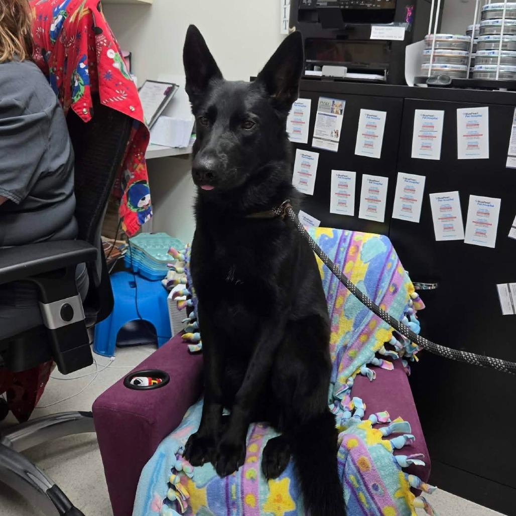 D26-040 Luna, a Adoptable German Shepherd Dog in Franklin, PA image 2/2