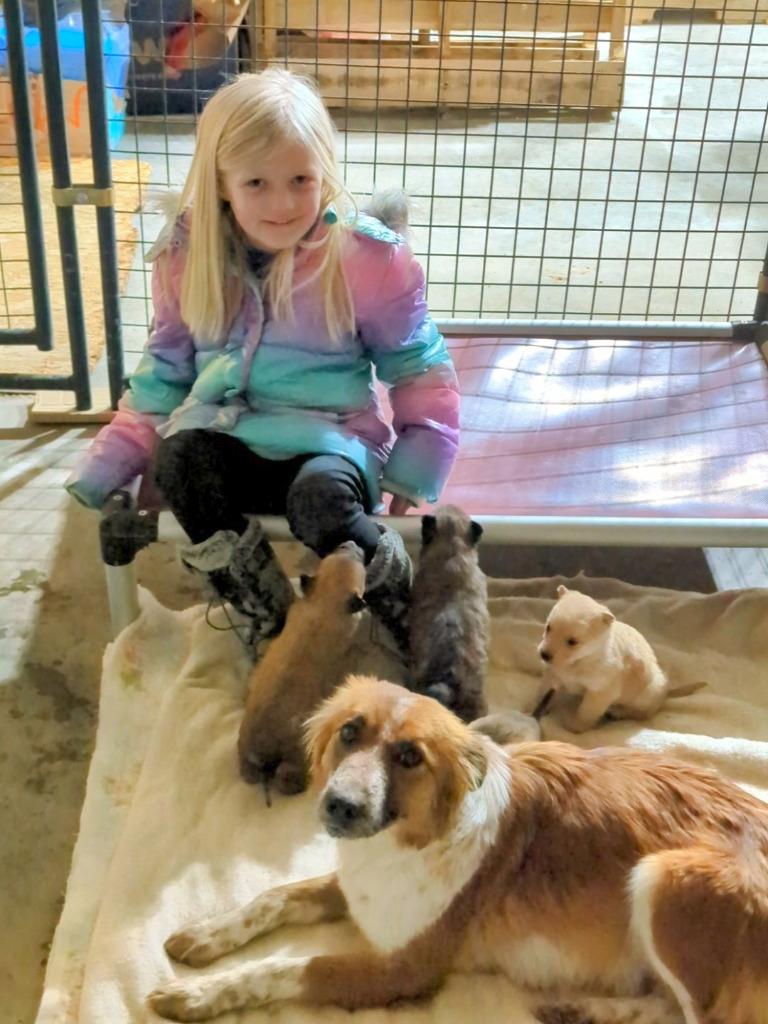 Foxy, Adopted, Young Female Mixed Breed.