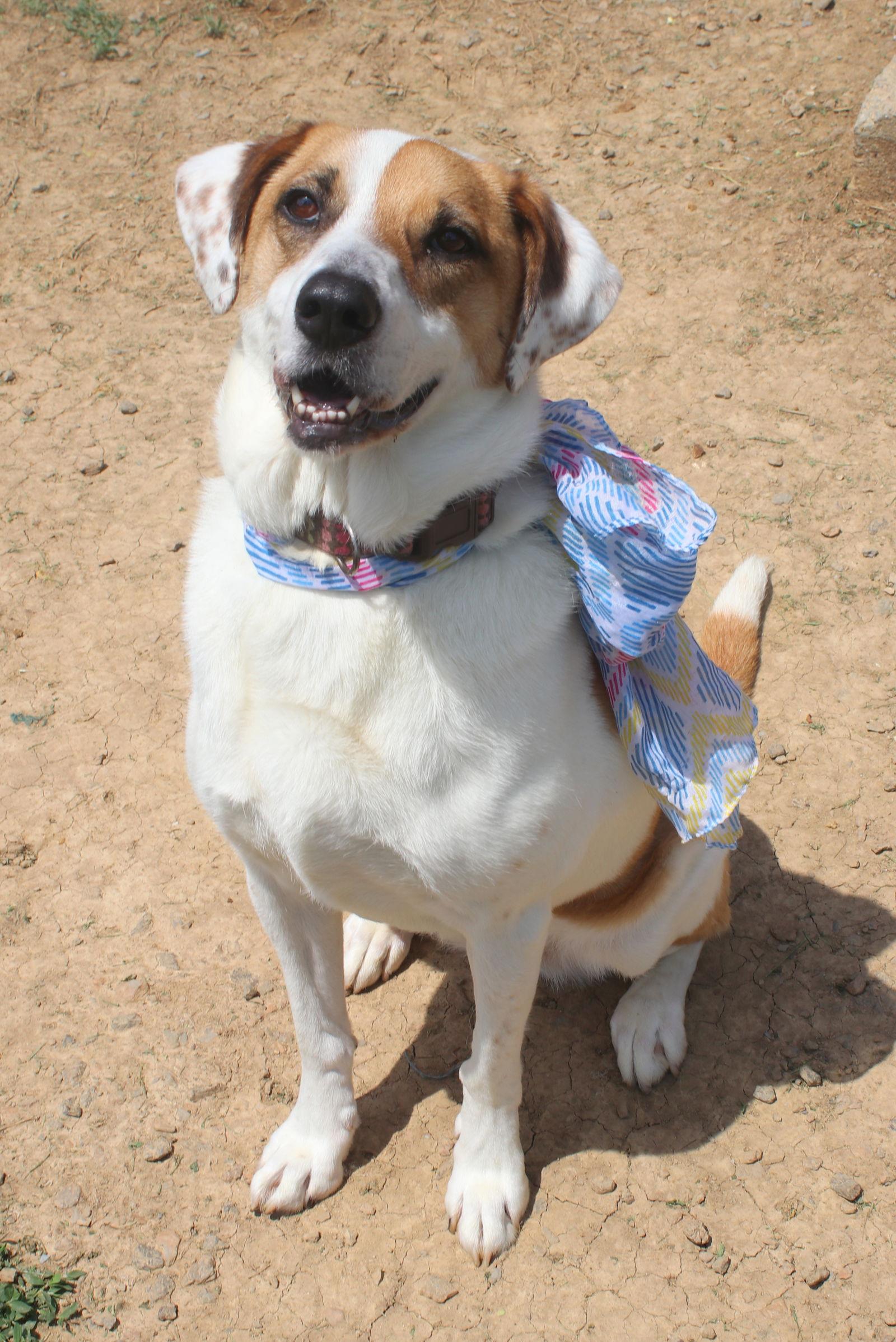 Star, Adoptable, Adult Female Great Pyrenees & Hound.