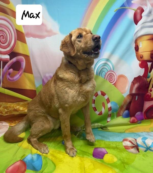 Enlarge Max, a Adoptable Labrador Retriever in Urbana, OH image 1/1