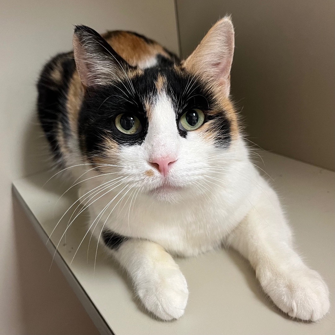 Enlarge Noel, a Adoptable Manx in Kerrville, TX image 1/1