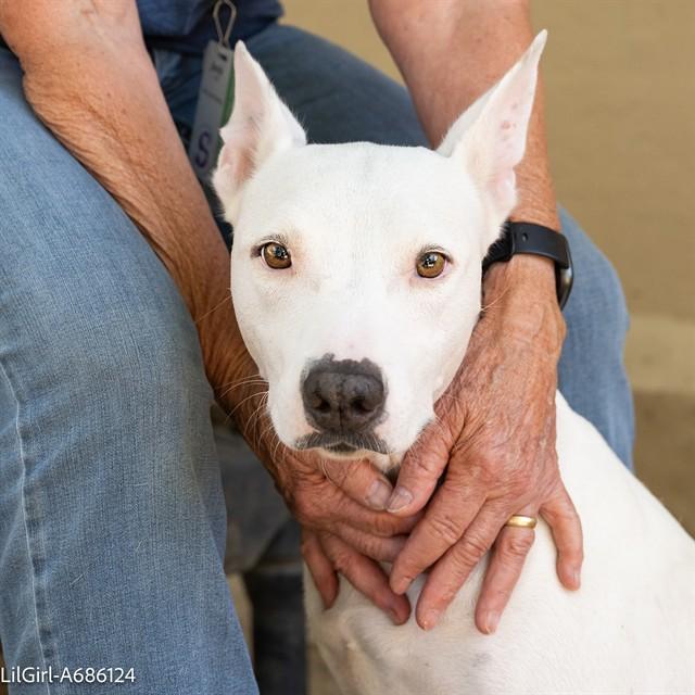 Enlarge LIL GIRL, a Adoptable mixed breed in Sacramento, CA image 1/1