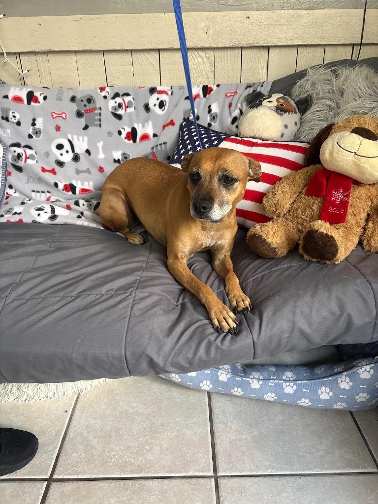Midge, Adoptable, Adult Female Chihuahua & Pit Bull Terrier.