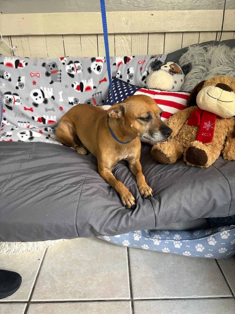 Enlarge Midge, a Adoptable mixed breed in Fort Worth, TX image 2/2