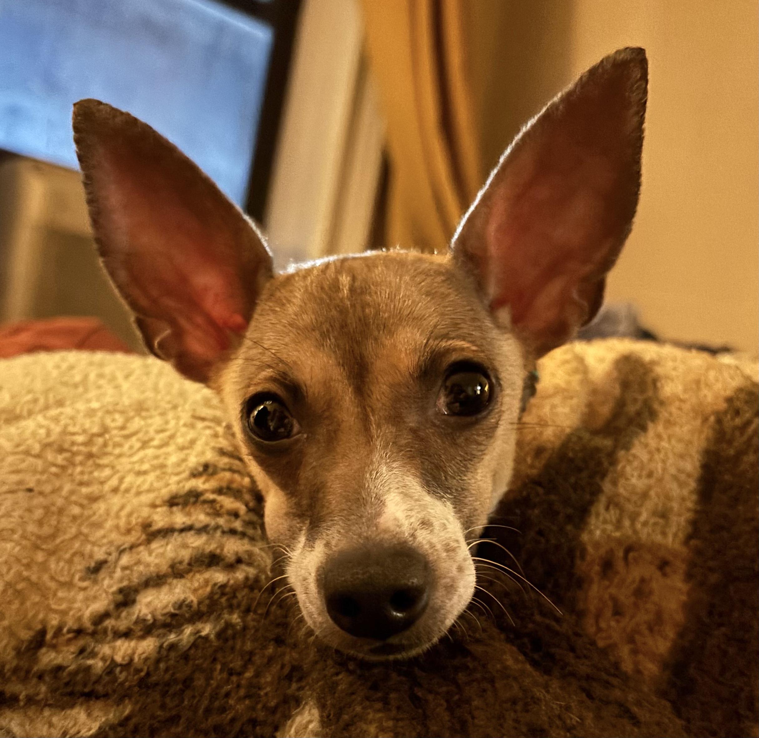 Enlarge Bubbles, an adopted mixed breed in Brooklyn, NY image 5/6