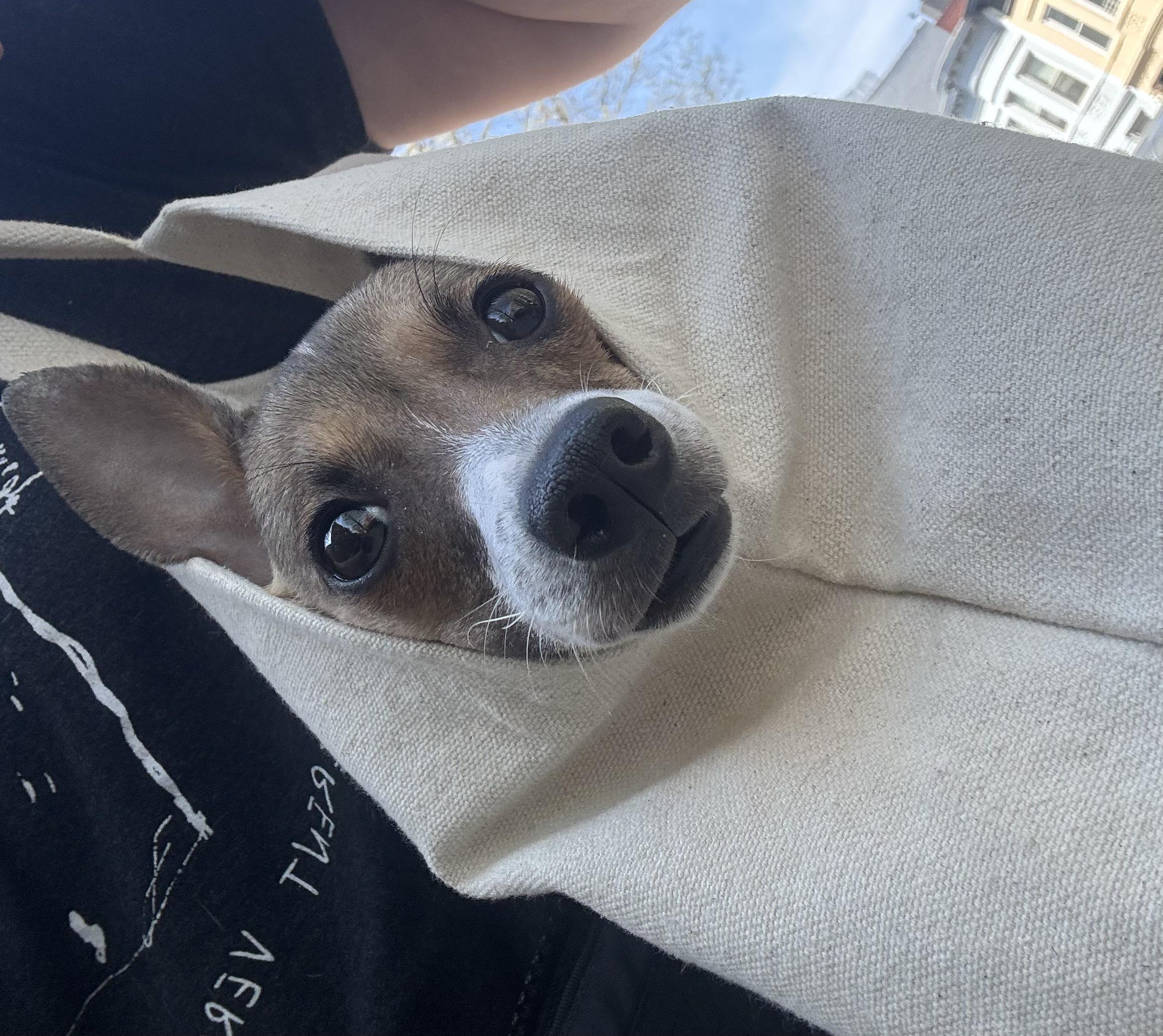 Enlarge Bubbles, an adopted mixed breed in Brooklyn, NY image 3/6