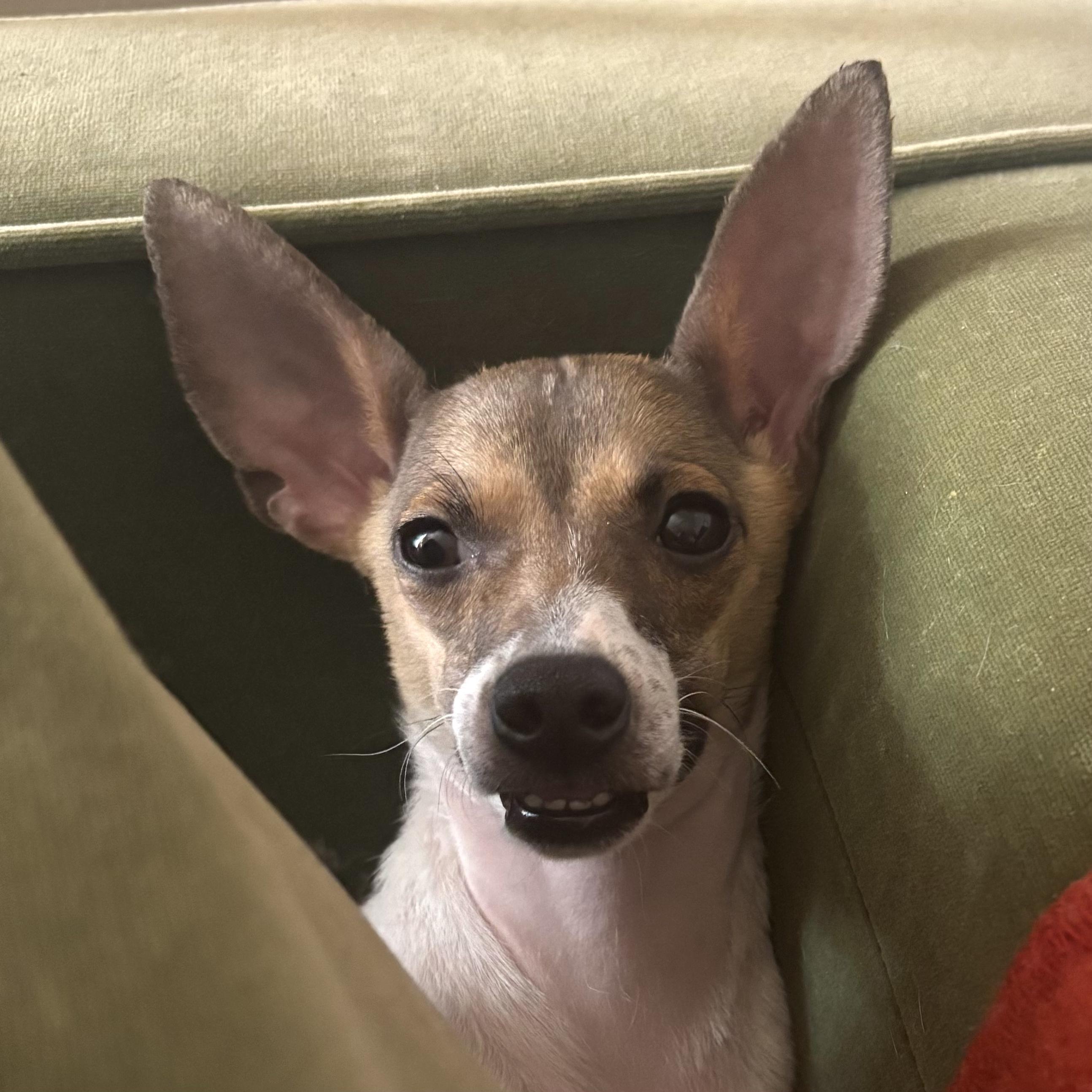 Enlarge Bubbles, an adopted mixed breed in Brooklyn, NY image 6/6