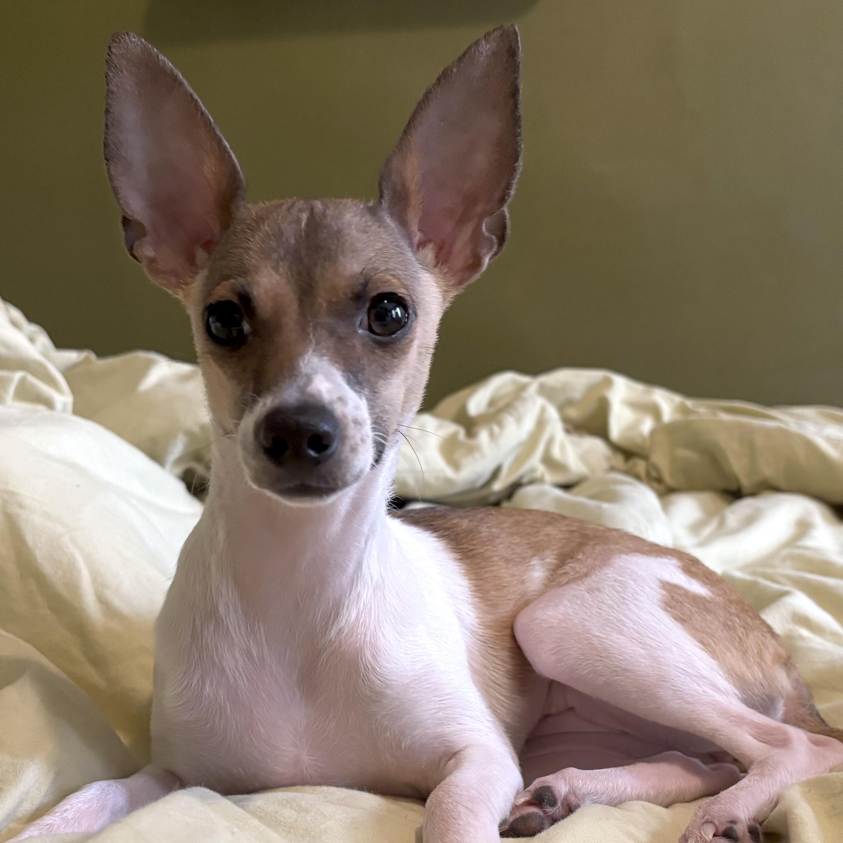 Enlarge Bubbles, an adopted mixed breed in Brooklyn, NY image 1/6