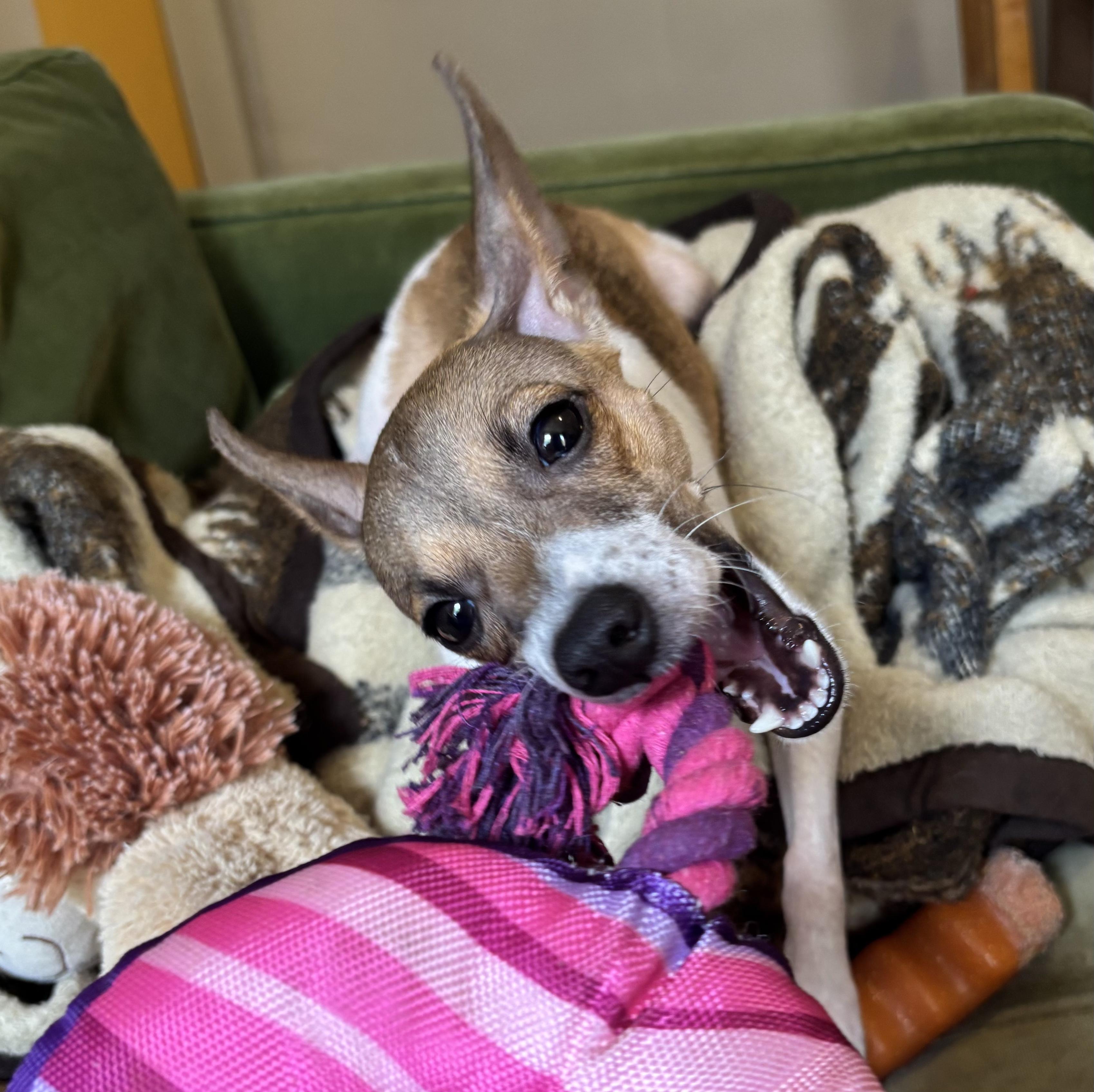 Enlarge Bubbles, an adopted mixed breed in Brooklyn, NY image 2/6