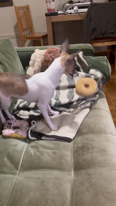 Enlarge Bubbles, an adopted mixed breed in Brooklyn, NY video 4/6