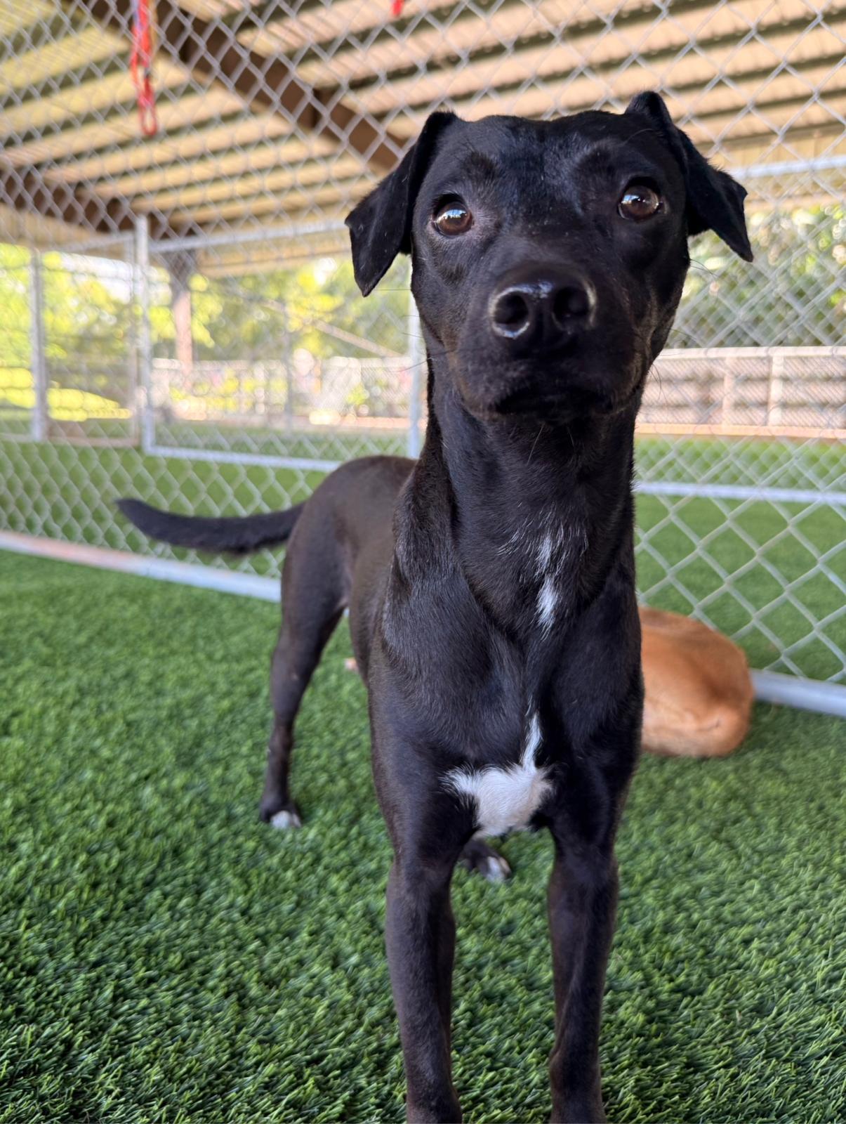 Enlarge Adrian, a Adoptable mixed breed in Warwick, RI image 3/5