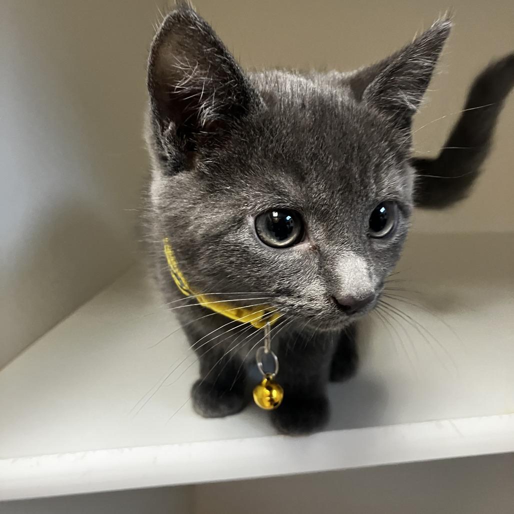 Enlarge Scrabble, a Adoptable Domestic Short Hair in Uniontown, PA image 1/1