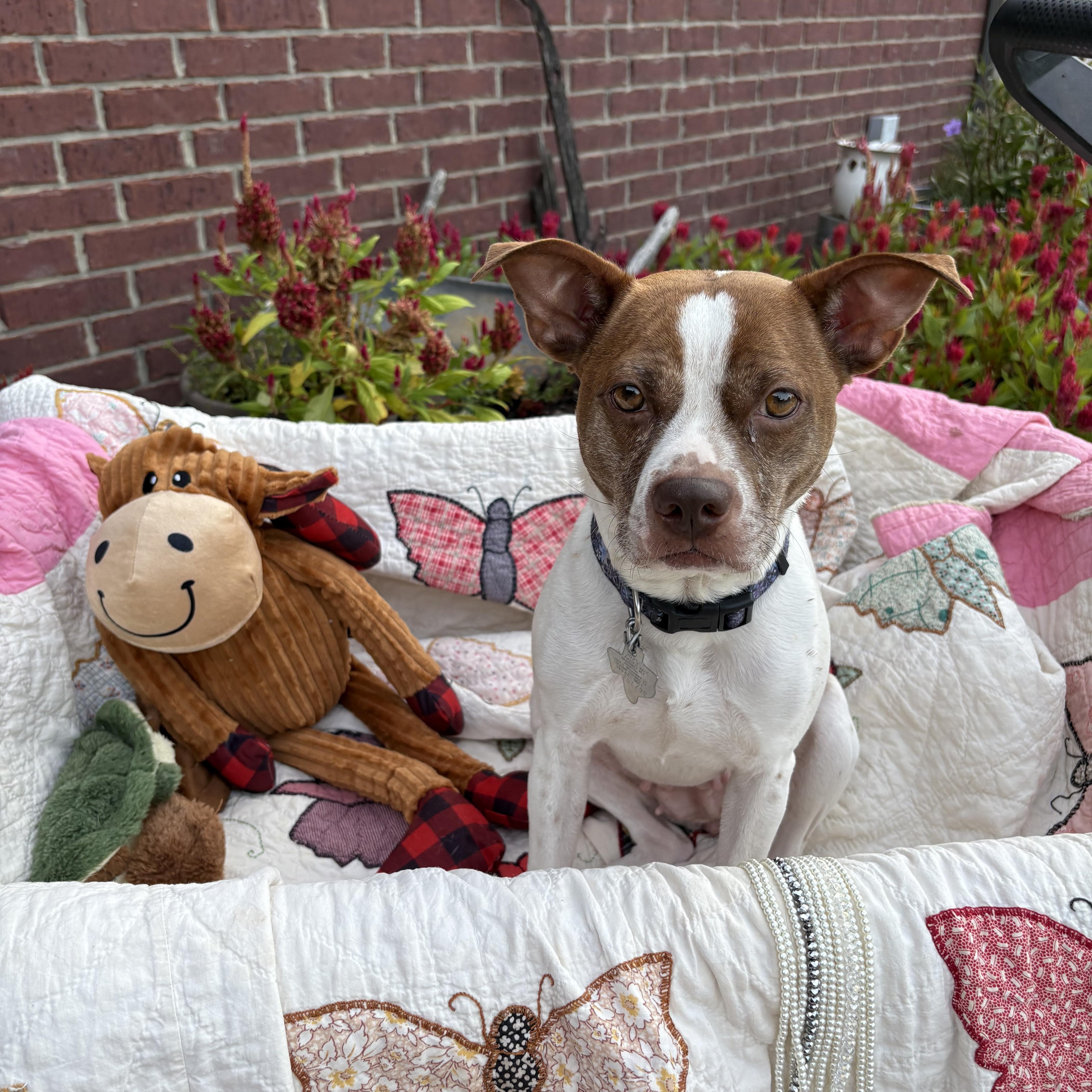 Lady, Adopted, Adult Female Boston Terrier.