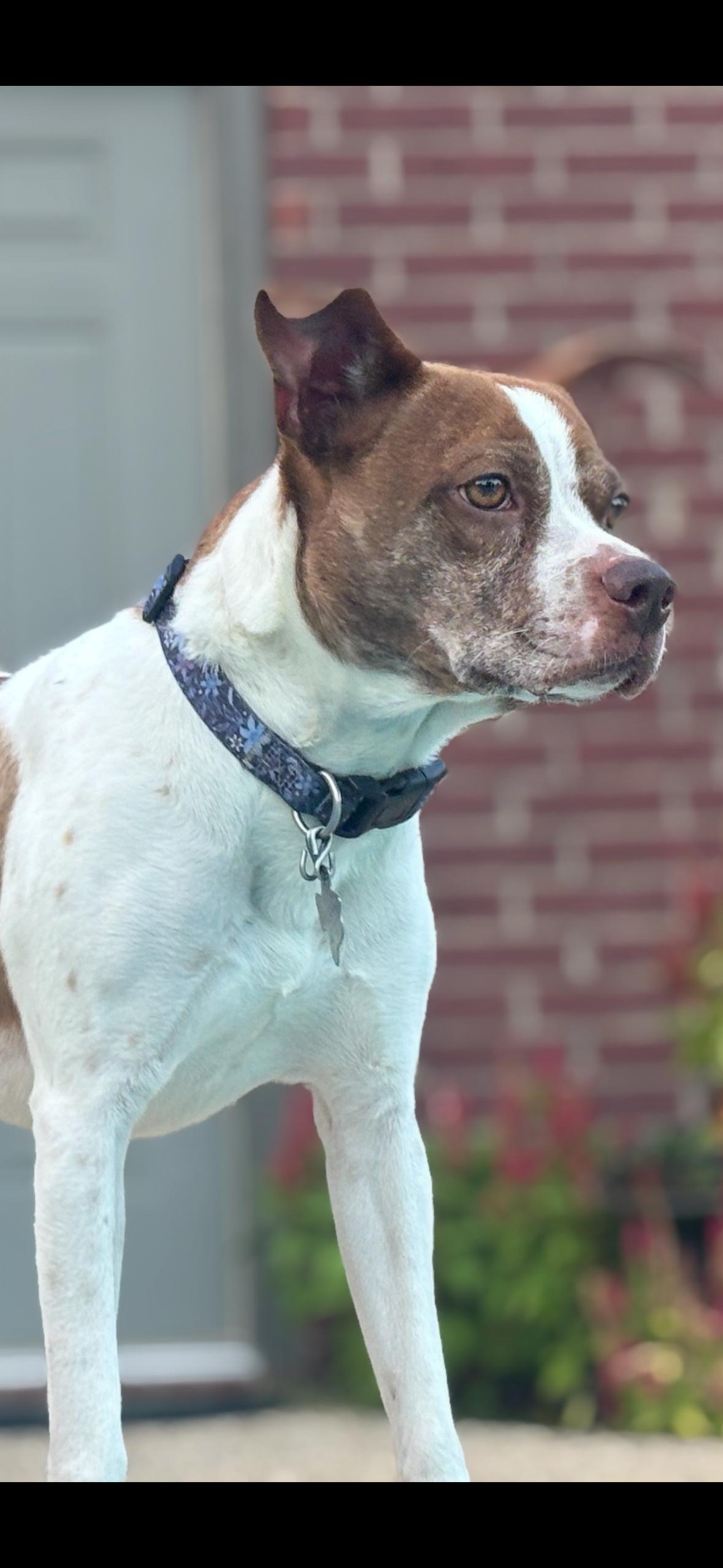Enlarge Lady, a Adopted mixed breed in Philadelphia , PA image 3/5