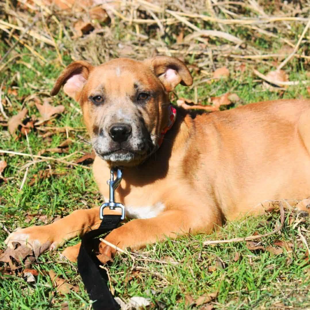 Enlarge Carsen, an adopted mixed breed in Broken Arrow, OK image 2/5