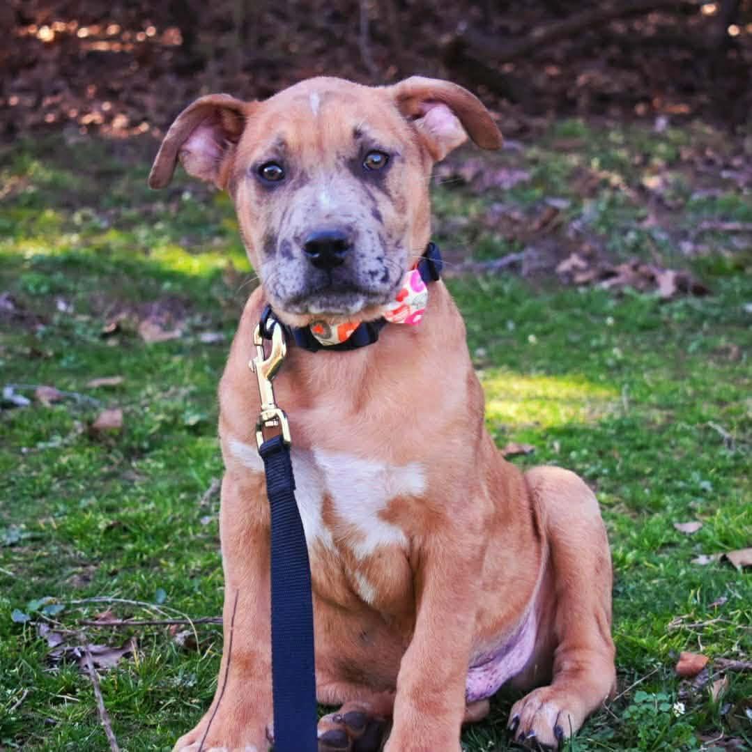 Enlarge Carsen, an adopted mixed breed in Broken Arrow, OK image 5/5