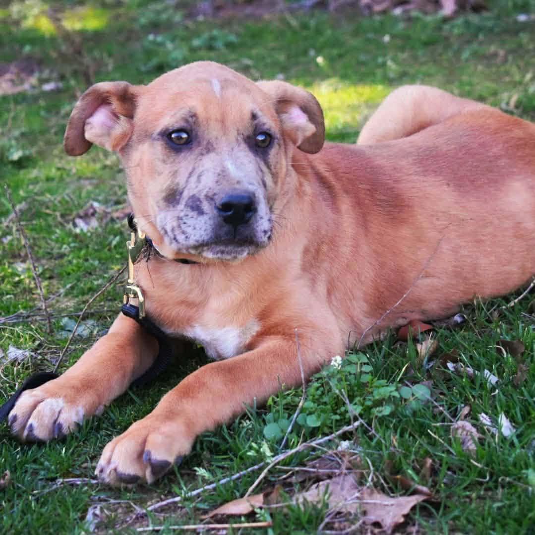 Enlarge Carsen, an adopted mixed breed in Broken Arrow, OK image 3/5