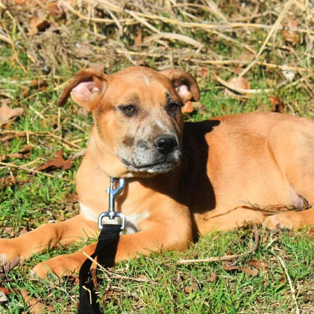 Enlarge Carsen, an adopted mixed breed in Broken Arrow, OK image 4/5