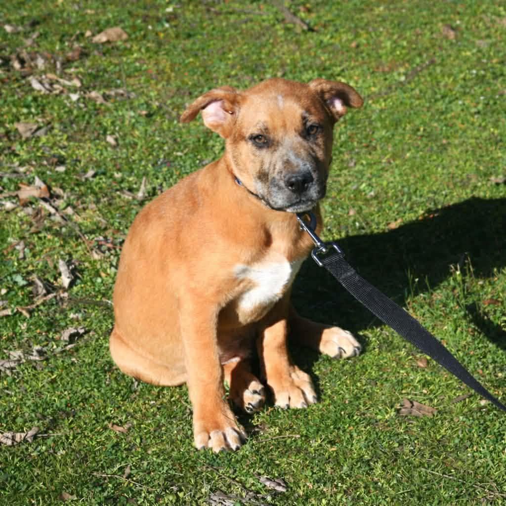 Enlarge Carsen, an adopted mixed breed in Broken Arrow, OK image 1/5